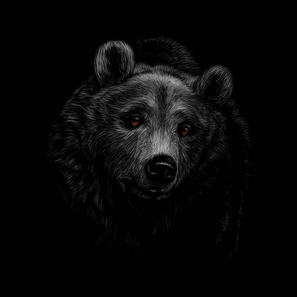 A barna medve feje, a fekete háttér portréja. - Vektor, kép