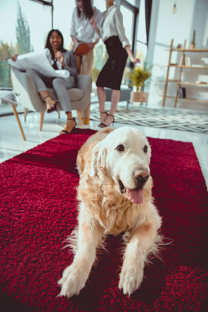 Architekten in formaler Kleidung arbeiten mit Blaupause, während Hund im Büro auf Teppich liegt - Foto, Bild