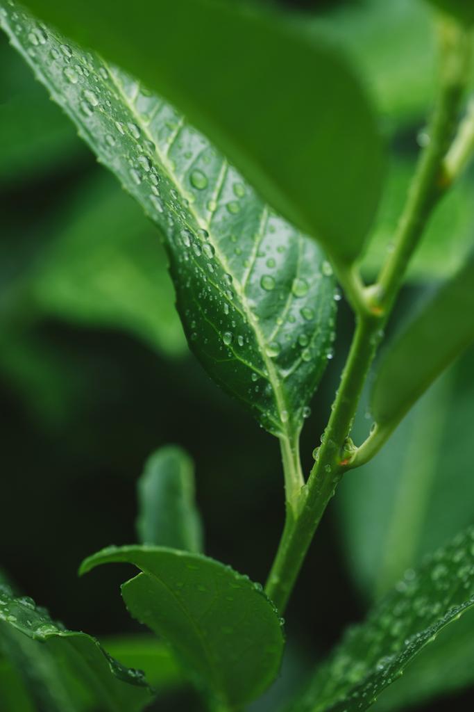 pianta verde con foglie e gocce d'acqua dopo la pioggia
 - Foto, immagini