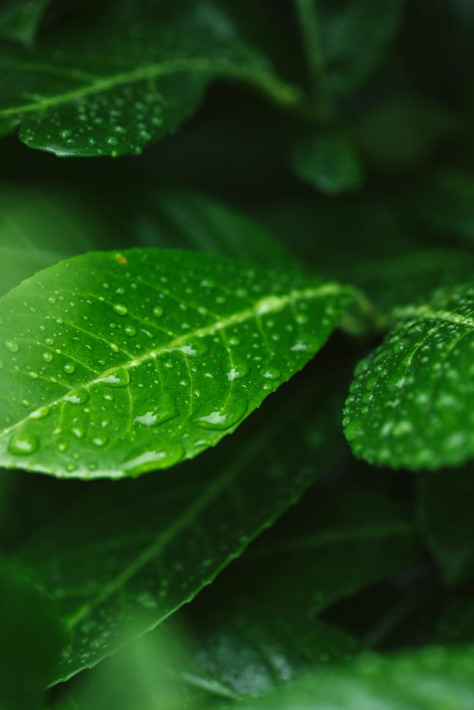 селективный фокус зеленых листьев с капельками воды после дождя
 - Фото, изображение