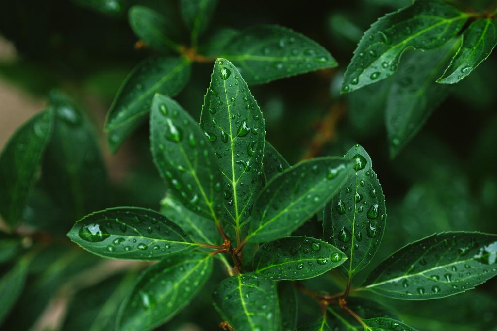 zblízka zelených listů s čůrky po dešti - Fotografie, Obrázek