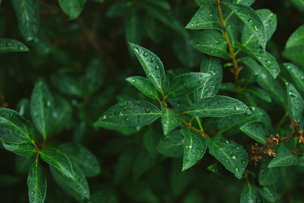 Vihreät lehdet vesipisaroilla sateen jälkeen - Valokuva, kuva
