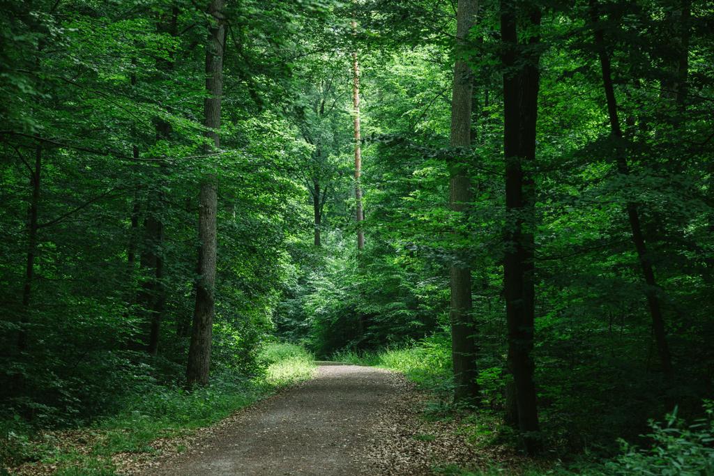 cesta v zelené krásné temném lese, Würzburg, Německo - Fotografie, Obrázek