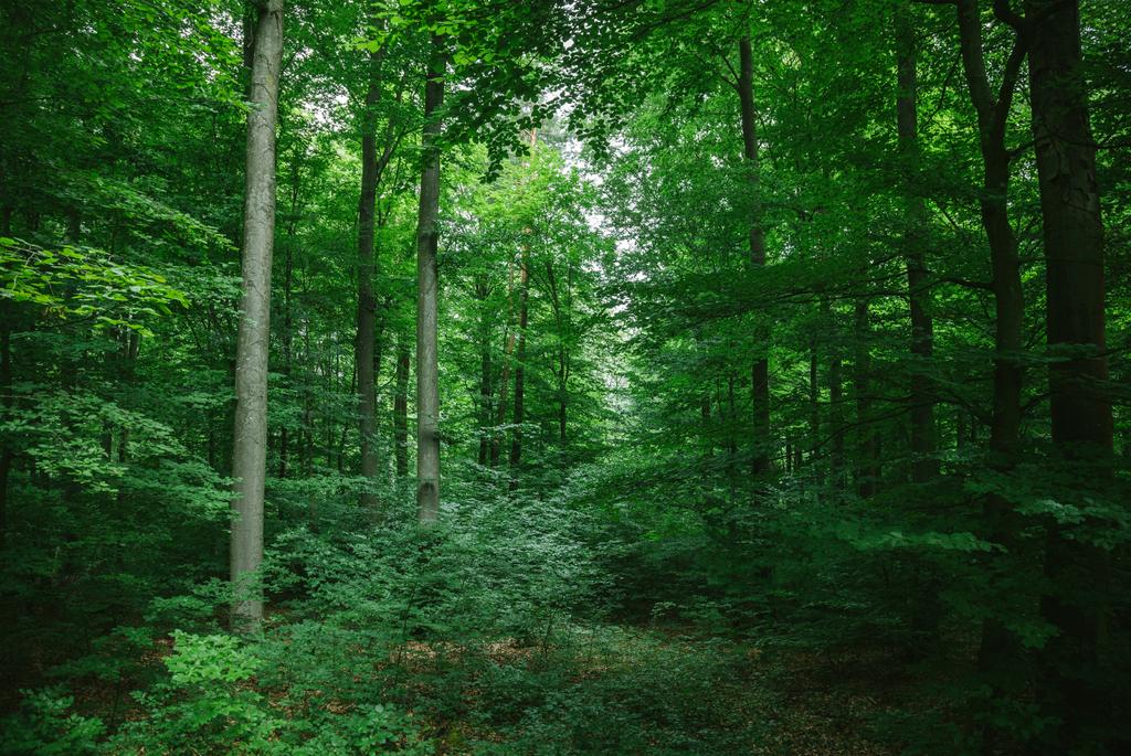 gyönyörű lombos fák, az erdő-Würzburg, Németország - Fotó, kép
