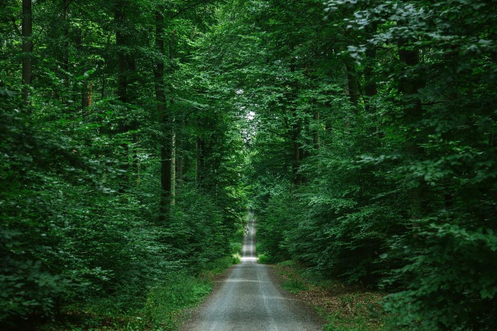δρόμος στο πράσινο πανέμορφο δάσος Wurzburg, Γερμανία - Φωτογραφία, εικόνα