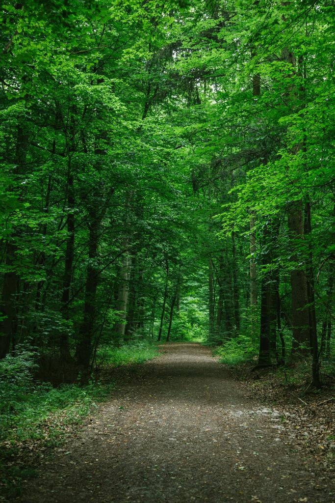 wiejskiej drodze w zielony las w Würzburg, Niemcy - Zdjęcie, obraz