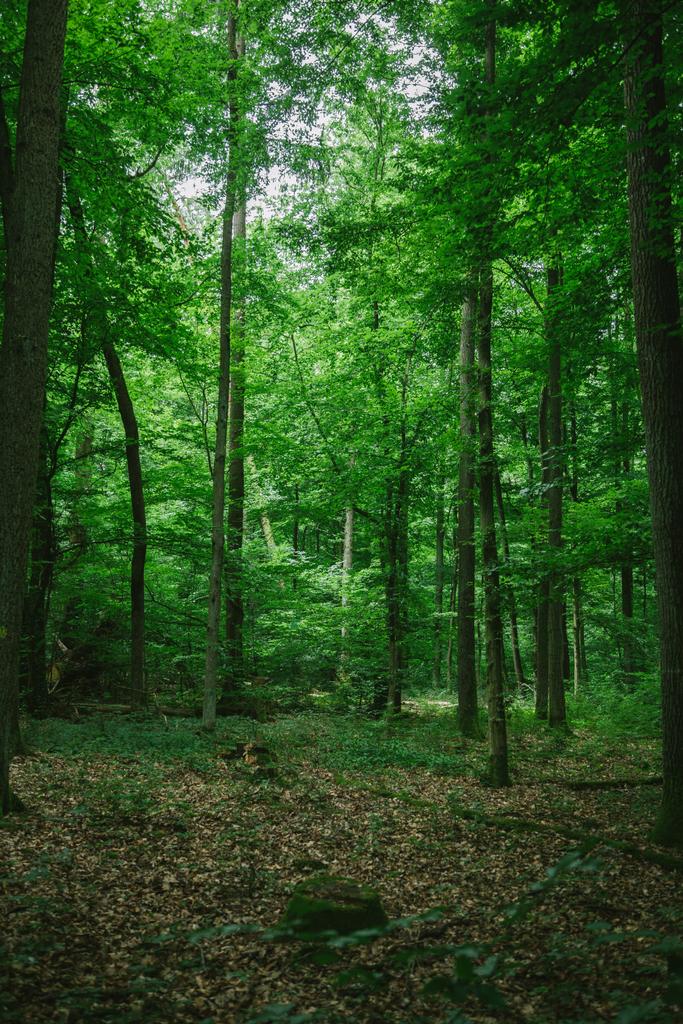 wandelpad in groene mooie bos in Duitsland in de zomer - Foto, afbeelding