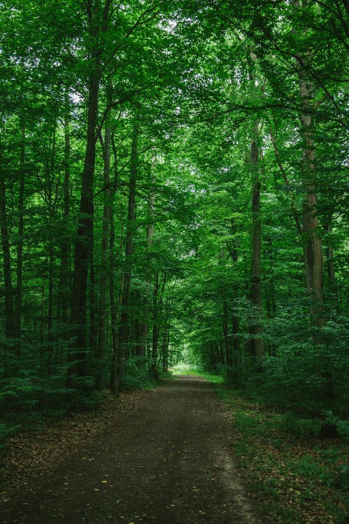 ドイツ、ヴュルツブルクの緑の美しい森の狭い道路 - 写真・画像