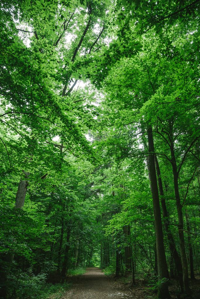 Weg im schönen Wald, Bäume mit grünen Blättern in Würzburg - Foto, Bild
