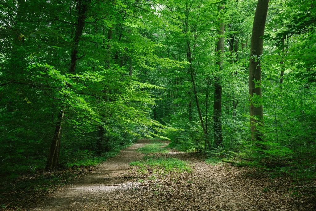 Weg zwischen Bäumen im grünen wunderschönen Wald in Würzburg, Deutschland - Foto, Bild