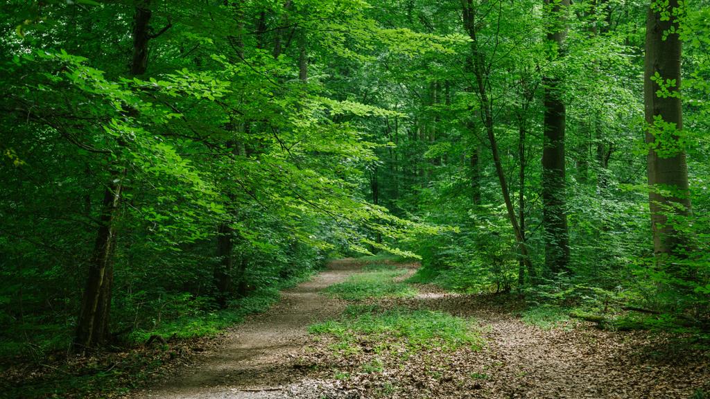 kerti ösvény-ban zöld erdő gyönyörű Wurzburg, Németország - Fotó, kép