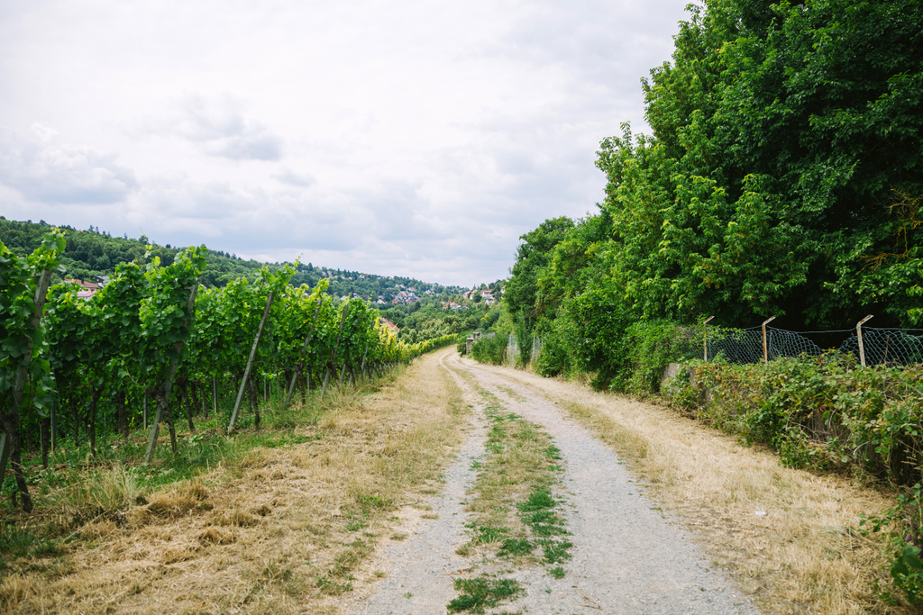 Дорога в деревню и виноградник с деревьями по бокам в Зальцбурге, Германия
 - Фото, изображение
