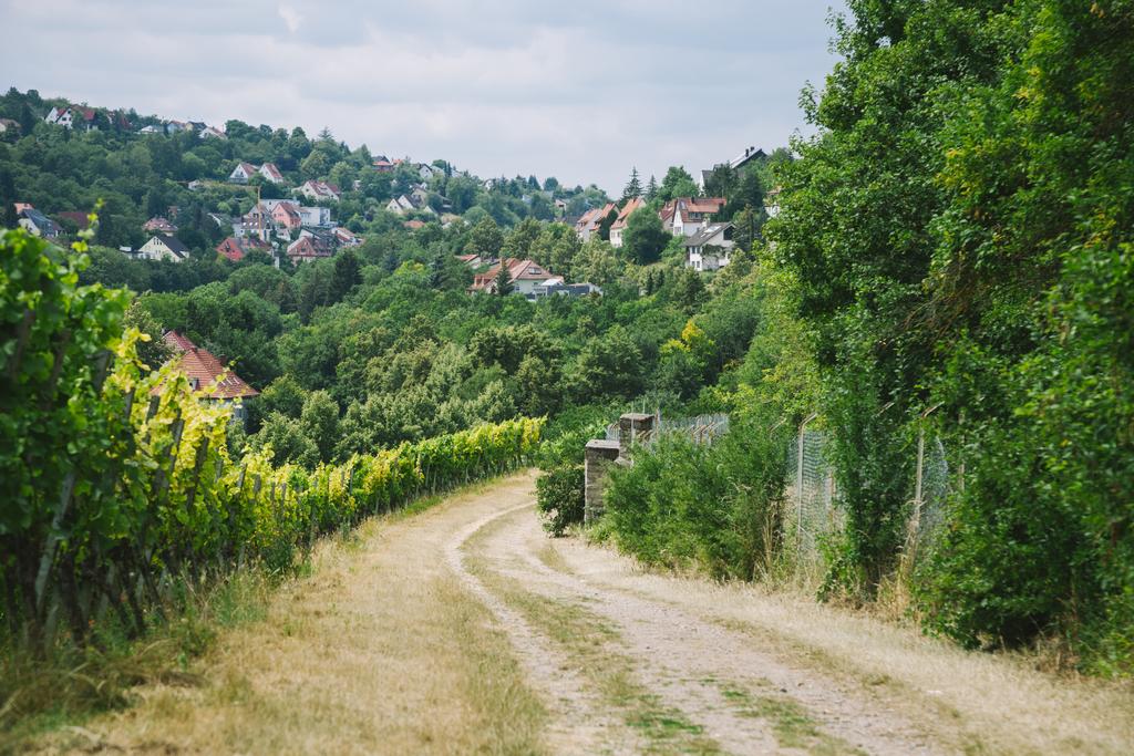 сільська дорога до села і виноградник з дерева з боків Вюрцбурга, Німеччина - Фото, зображення