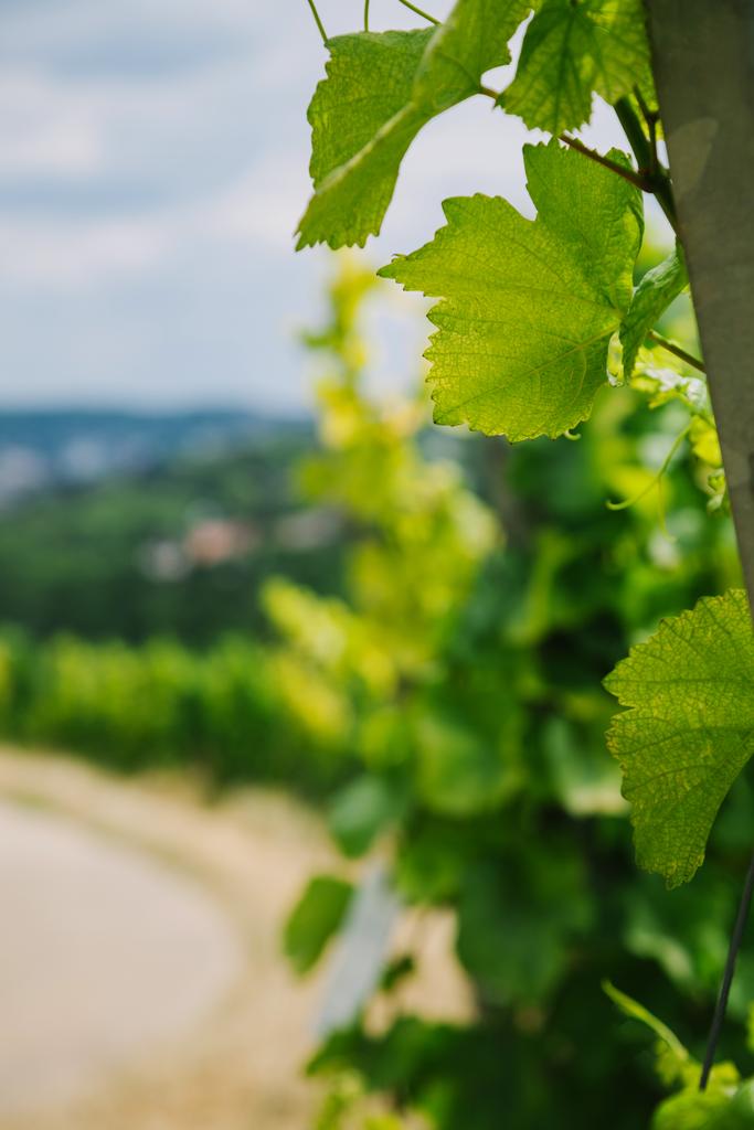 Selektywny fokus zielony winorośli pozostawia w Würzburg, Niemcy - Zdjęcie, obraz