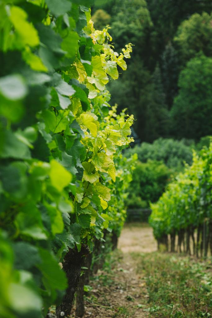 foyer sélectif de rangées de vignes vertes à Wurzburg, Allemagne
 - Photo, image