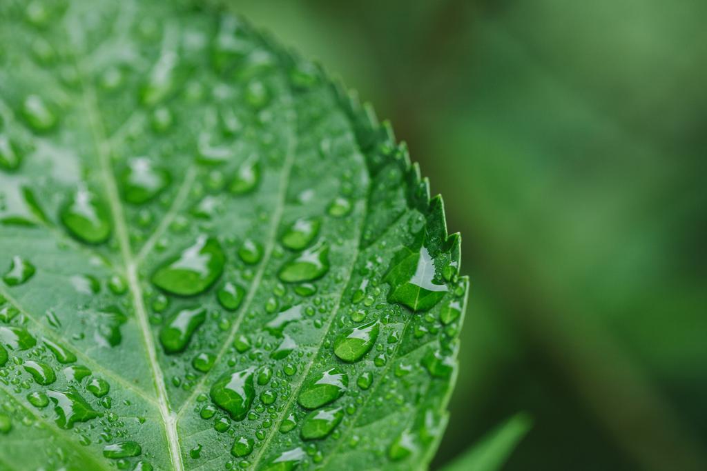 закрытый вид капель воды на зеленом листе
  - Фото, изображение