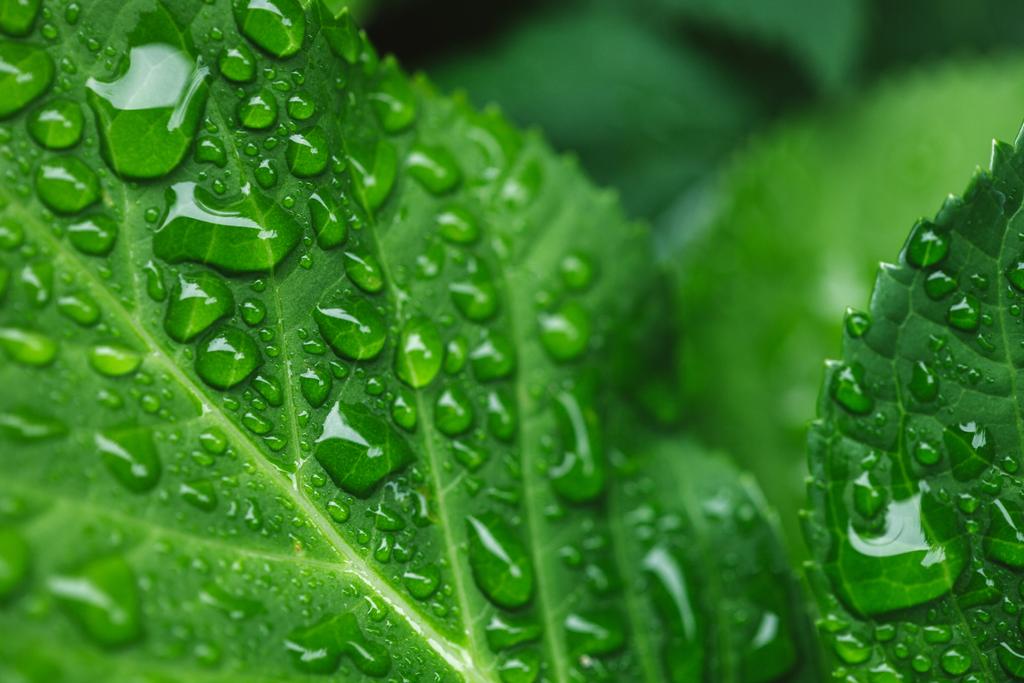 селективный фокус зеленых листьев с капельками воды
  - Фото, изображение