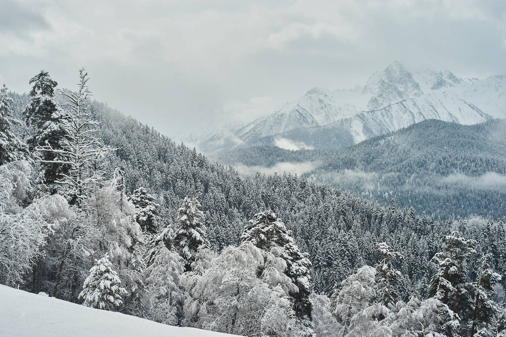 Lumen peittämät kuuset vuorenhuippujen taustalla. Panoraamanäkymät viehättävä luminen talvi maisema. Upea ja hiljainen aurinkoinen päivä
. - Valokuva, kuva