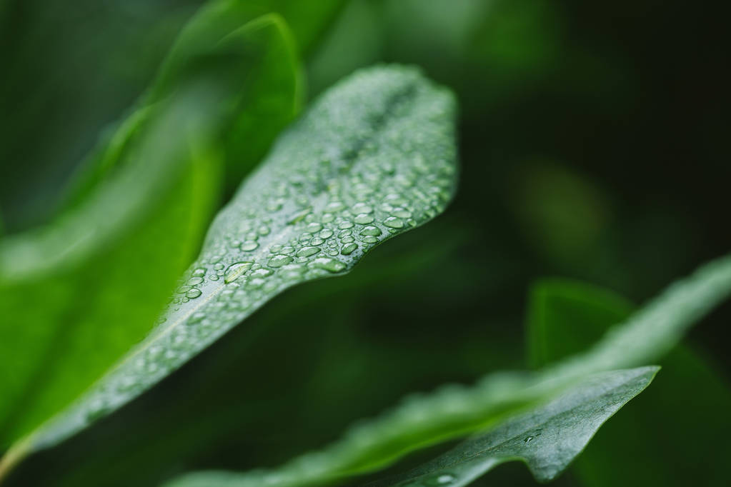 foco seletivo de gotas de água em folhas verdes
  - Foto, Imagem