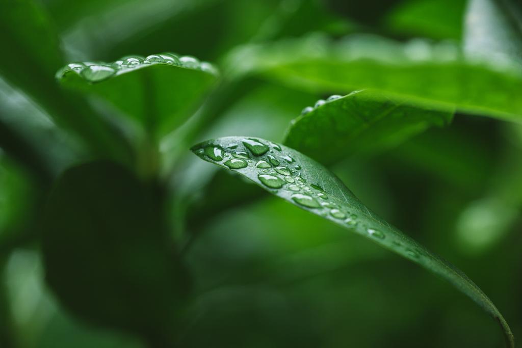 enfoque selectivo de gotas de agua en hojas verdes
  - Foto, imagen