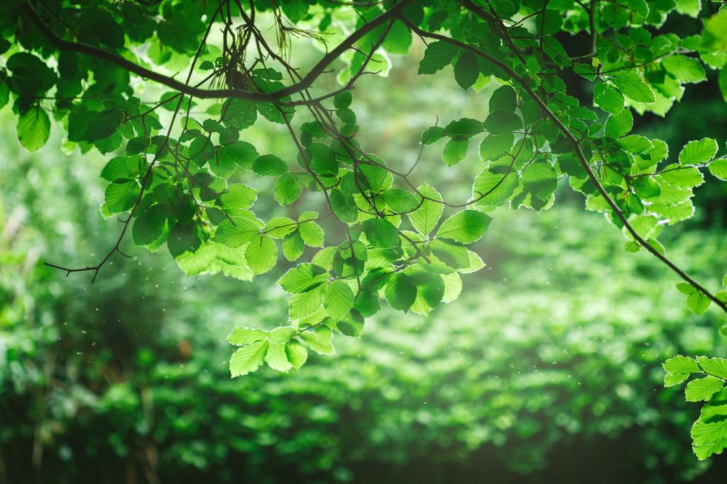 leaves - Photo, Image