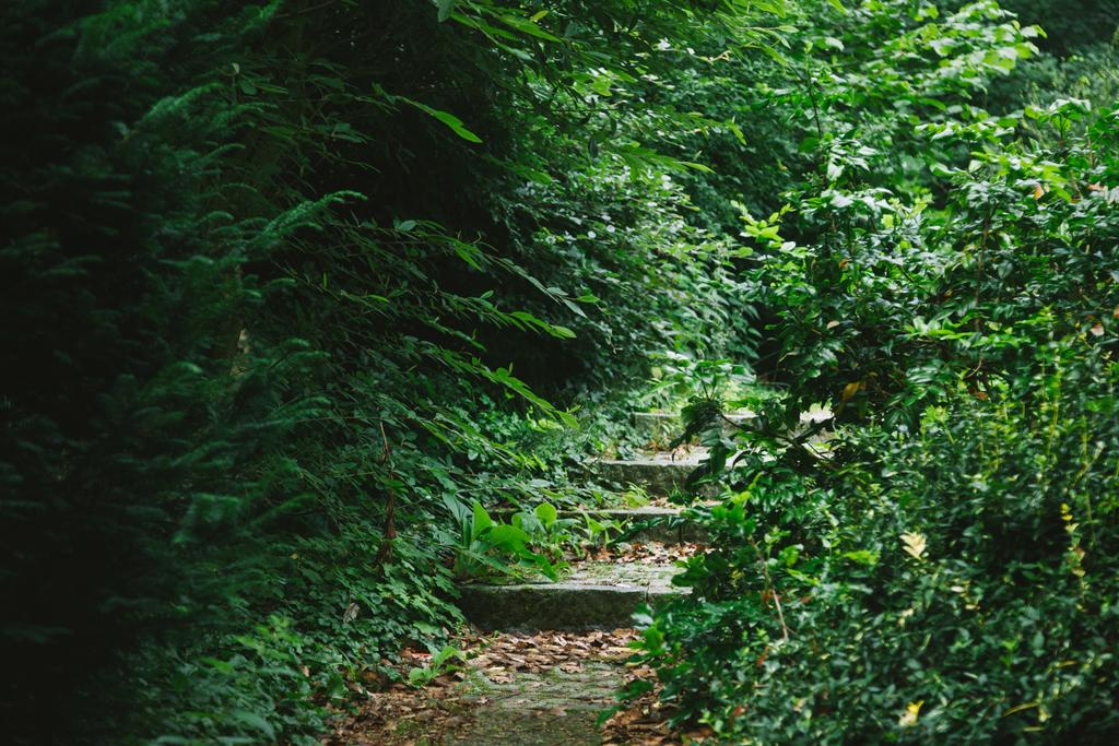 schodiště v krásném lese se zelenými stromy v Hamburku, Německo  - Fotografie, Obrázek
