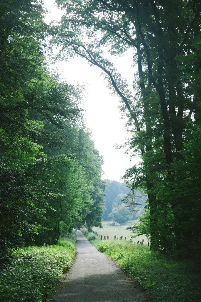 γραφική θέα του αγροτικού δρόμου μεταξύ των δέντρων στο Αμβούργο, Γερμανία  - Φωτογραφία, εικόνα