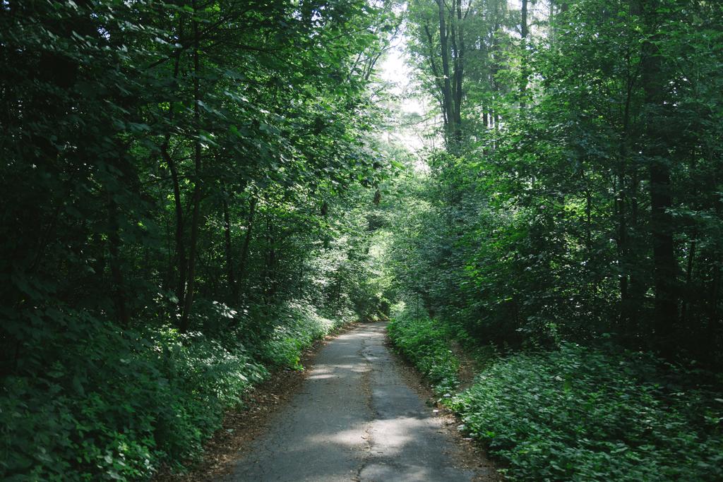 дорога между зелеными деревьями в красивом лесу в Гамбурге, Германия
  - Фото, изображение