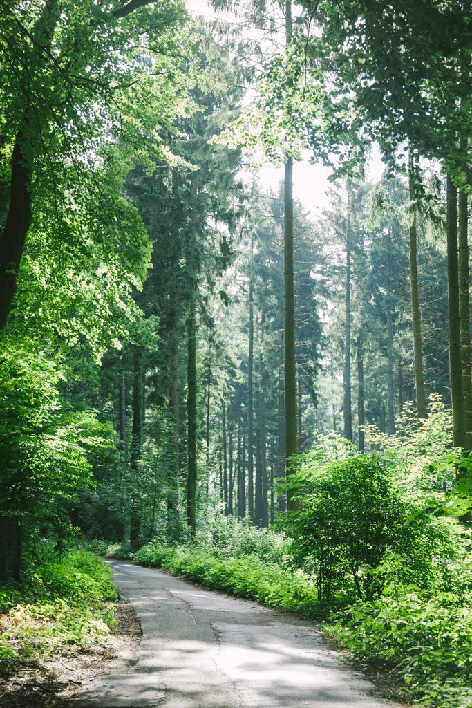 road in beautiful green forest in Hamburg, Germany  - Photo, Image