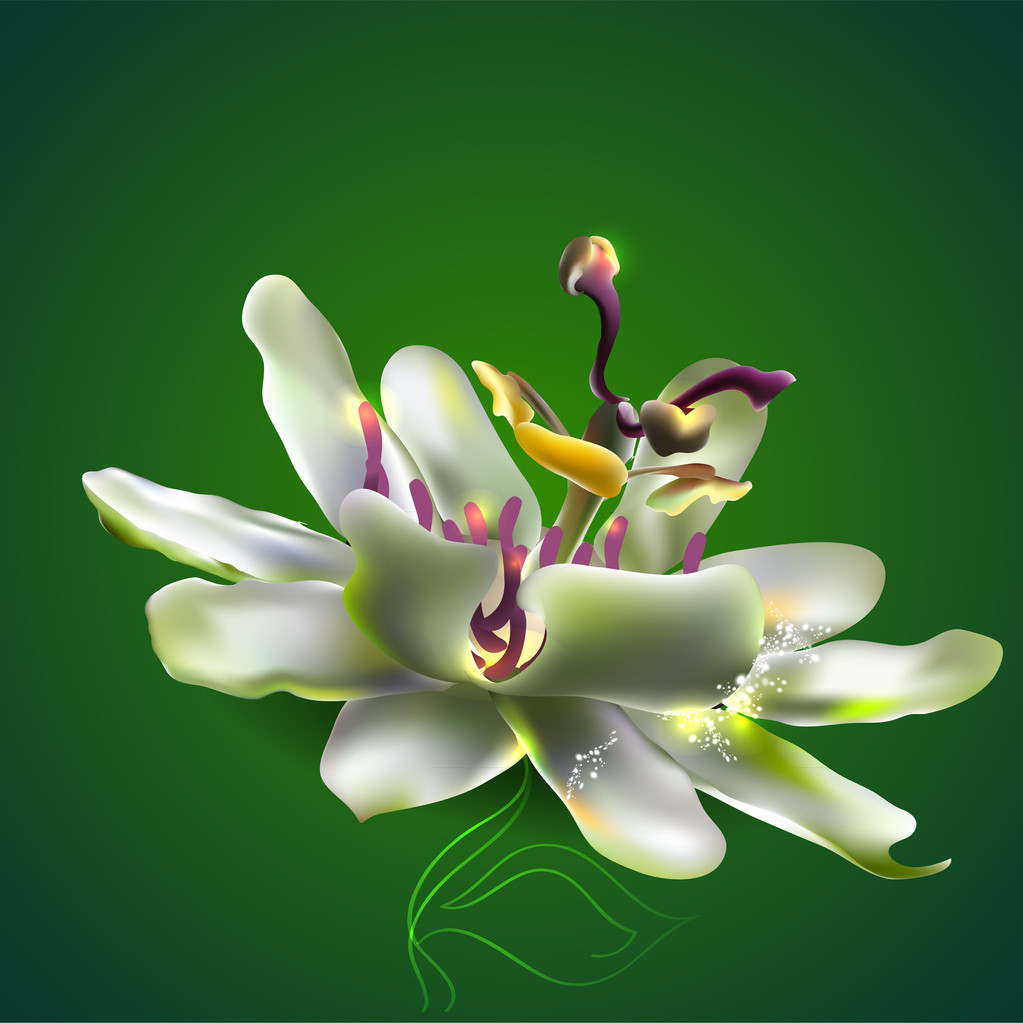 Flor de la pasión. ilustración vectorial
  - Vector, Imagen