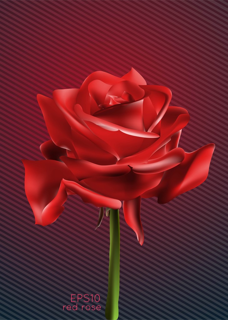 piękna czerwona róża, ilustracji wektorowych - Wektor, obraz