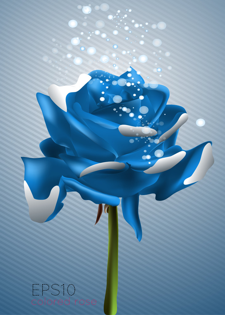 όμορφο μπλε τριαντάφυλλο, εικονογράφηση φορέας - Διάνυσμα, εικόνα