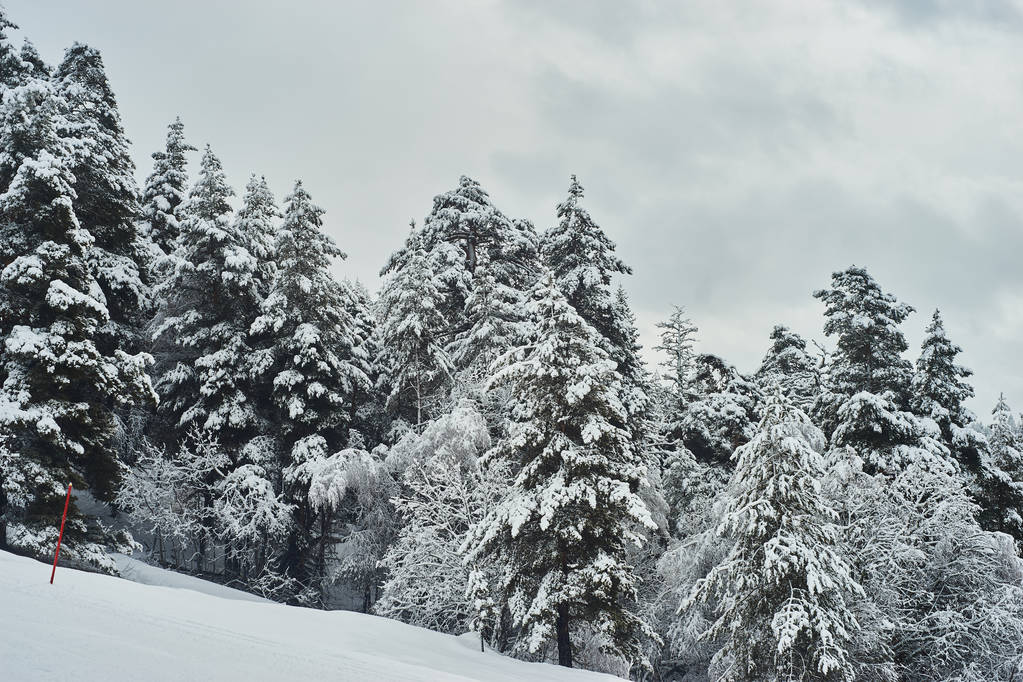 Χειμερινή χώρα των θαυμάτων, σε ένα πευκόφυτο δάσος - Φωτογραφία, εικόνα