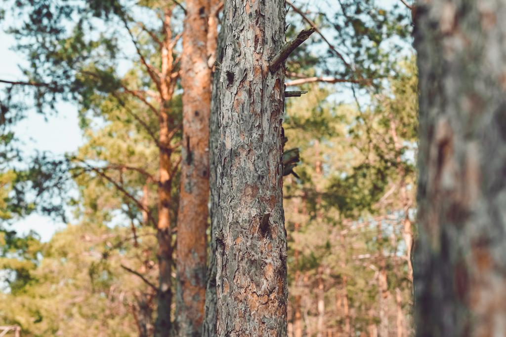 Nahaufnahme von Kiefern im Wald an einem Sommertag - Foto, Bild