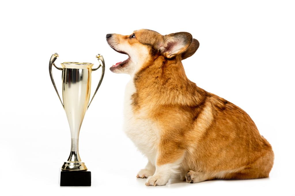 side view of welsh corgi pembroke sitting near golden trophy cup isolated on white background  - Photo, Image