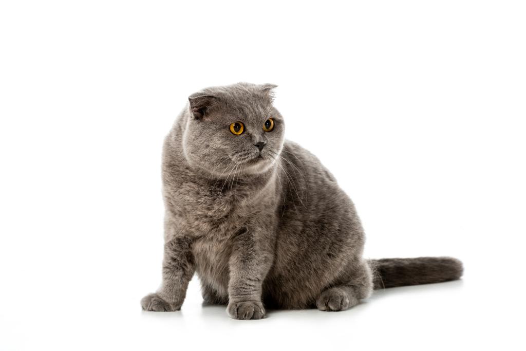 estudio disparo de gris británico taquigrafía gato mirando lejos aislado en blanco fondo
  - Foto, imagen