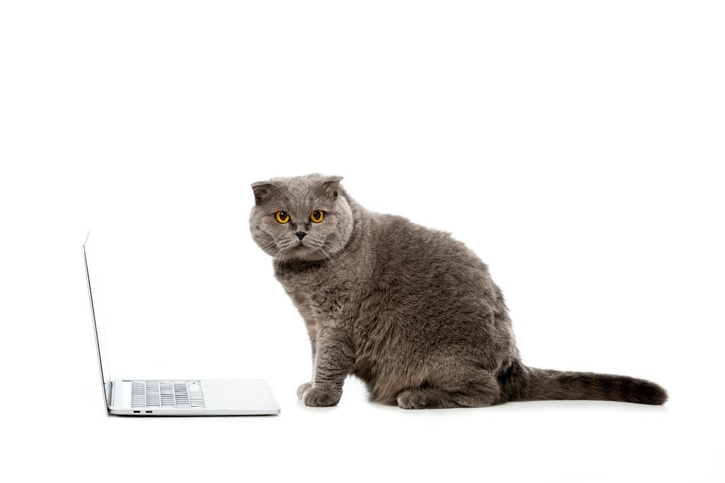 серый британский короткометражный кот сидит рядом с ноутбуком и смотрит на камеру изолированы на белом фоне
  - Фото, изображение