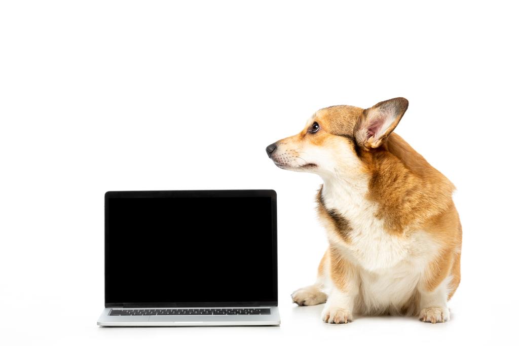 Corgi schaut weg und sitzt neben Laptop mit leerem Bildschirm auf weißem Hintergrund  - Foto, Bild