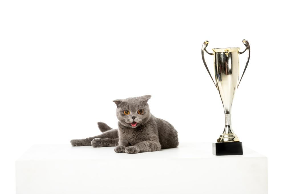 mignon gris britannique shorthair chat pose près de coupe trophée d'or isolé sur fond blanc
  - Photo, image
