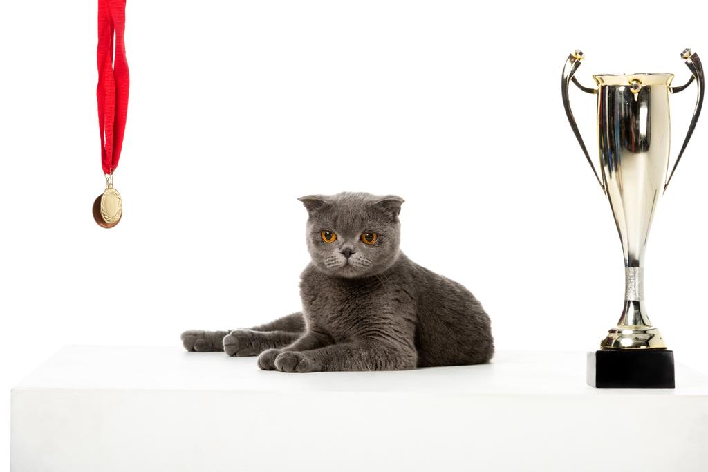 šedá britská krátkosrstá kočka ležící mezi medaile a pohár zlatý pohár izolovaných na bílém pozadí  - Fotografie, Obrázek