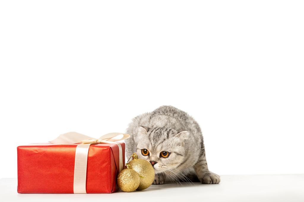 полосатая британская короткометражка рядом с золотыми рождественскими безделушками и подарочной коробкой, обернутой лентой, изолированной на белом фоне
 - Фото, изображение