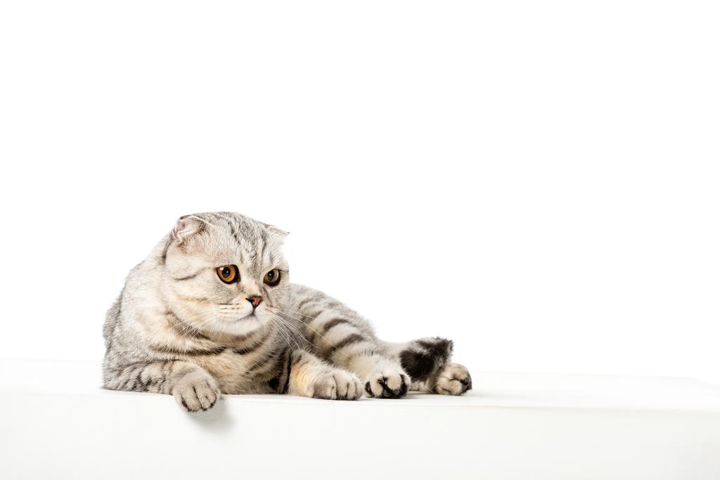 かわいいストライプのブリティッシュショートヘアの猫白い背景で隔離のスタジオ撮影  - 写真・画像