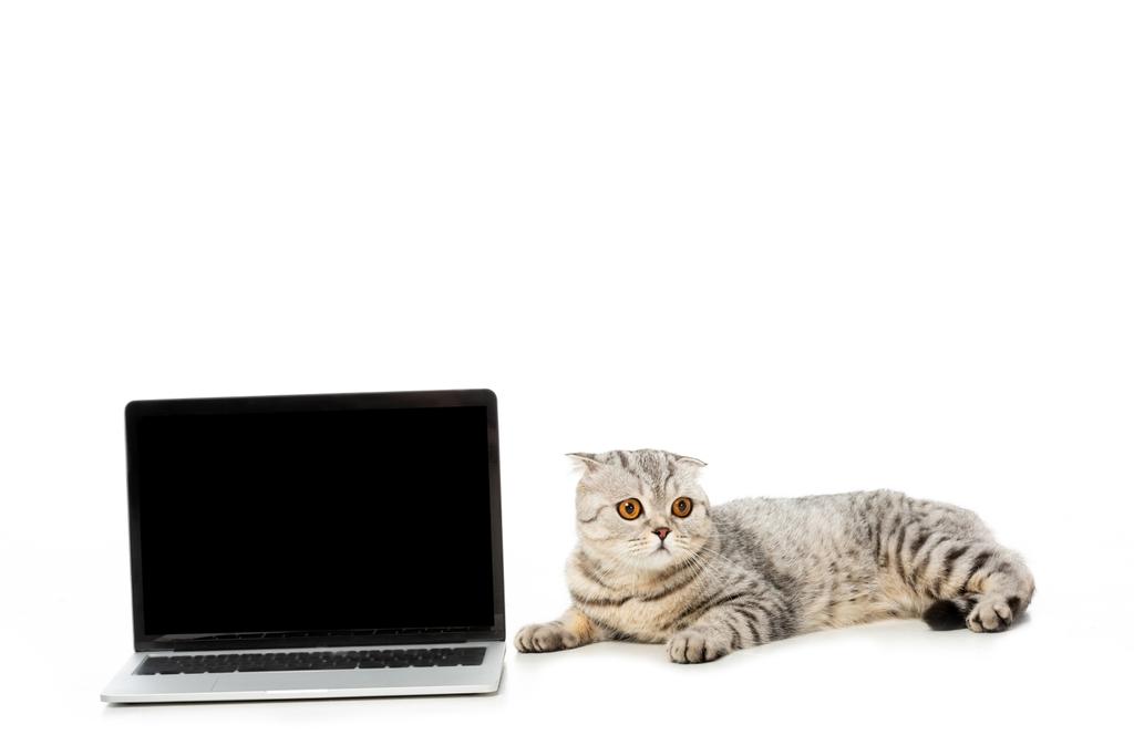 Британська короткошерста кішка укладання поблизу ноутбук з порожній екран ізольовані на білому тлі  - Фото, зображення
