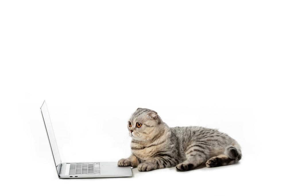 listrado britânico gato shorthair usando laptop isolado no fundo branco
  - Foto, Imagem
