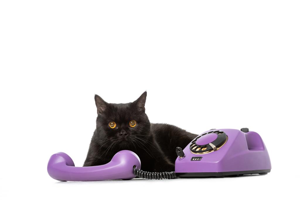 estúdio tiro de preto britânico shorthair gato que coloca perto do telefone e olhando para a câmera isolada no fundo branco
  - Foto, Imagem