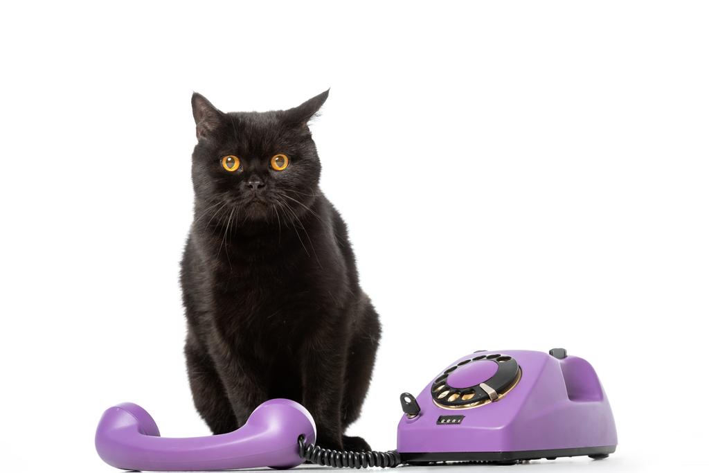 söpö musta brittiläinen shortthair kissa istuu puhelimen lähellä ja katselee kameraa eristetty valkoisella taustalla
  - Valokuva, kuva