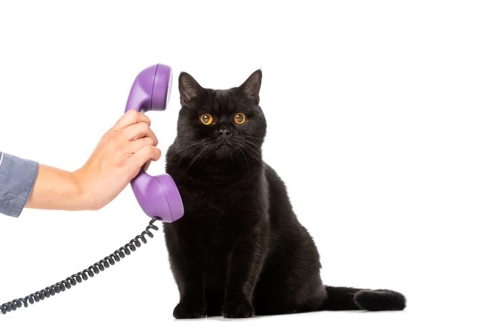 visão parcial da mulher dando tubo de telefone para bonito preto britânico shorthair gato isolado no fundo branco
  - Foto, Imagem