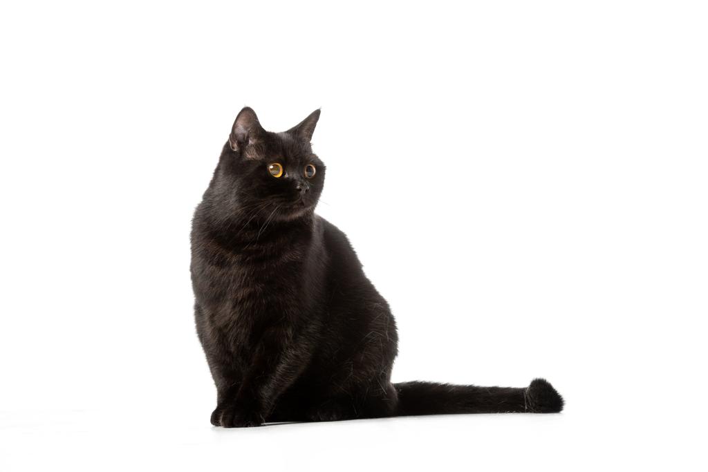 lindo negro británico taquigrafía gato mirando lejos aislado en blanco fondo
  - Foto, Imagen