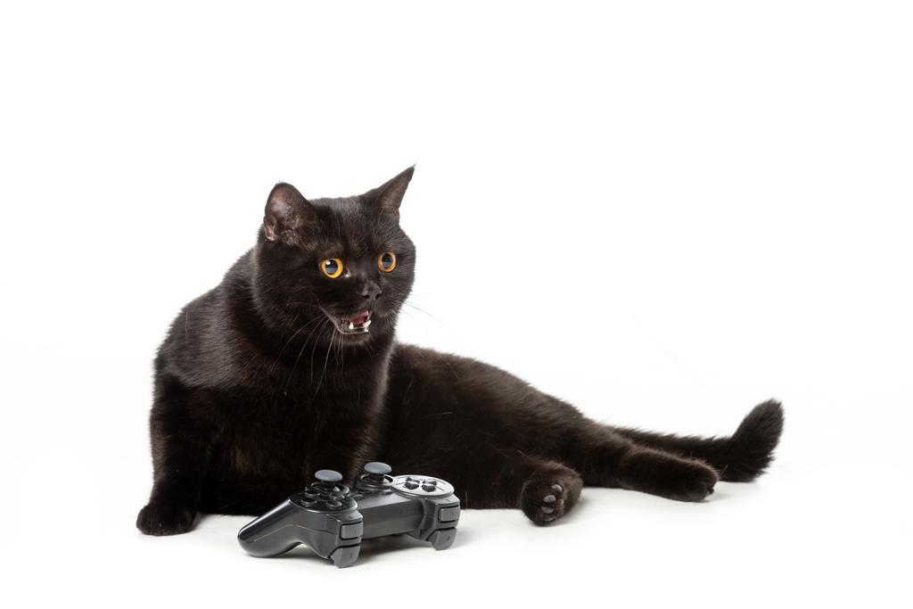 zły czarny Brytyjski Stenografia kot syczenie w pobliżu joystick do gier wideo na białym tle  - Zdjęcie, obraz