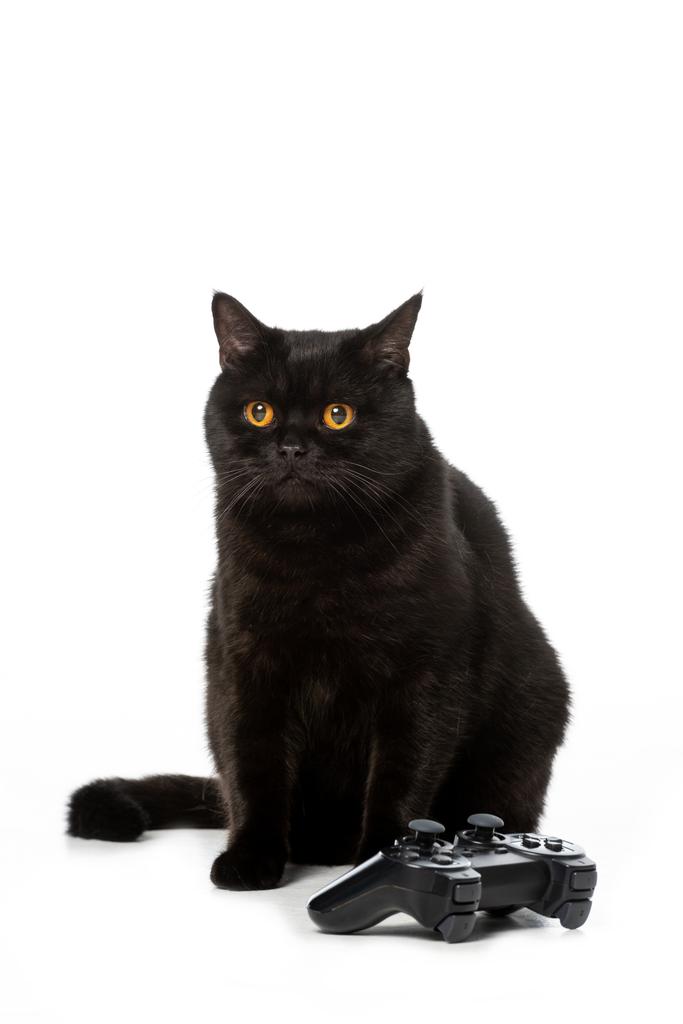 roztomilé černé britské shorthaircat poblíž joystick pro videohry izolovaných na bílém pozadí  - Fotografie, Obrázek